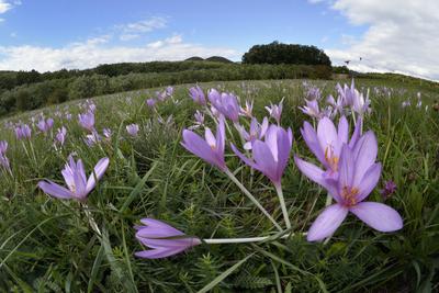Virágzik az őszi kikerics (Colchicum autumnale) a Börzsönyben.-stock-foto