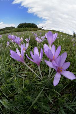Virágzik az őszi kikerics (Colchicum autumnale) a Börzsönyben.-stock-foto