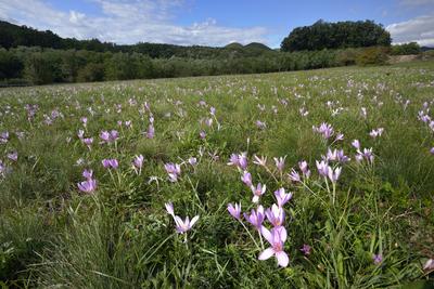 Virágzik az őszi kikerics (Colchicum autumnale) a Börzsönyben.-stock-foto