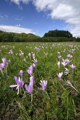 Virágzik az őszi kikerics (Colchicum autumnale) a Börzsönyben.-stock-foto