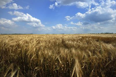Búzatábla aratás előtt.-stock-foto