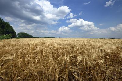 Búzatábla aratás előtt.-stock-foto