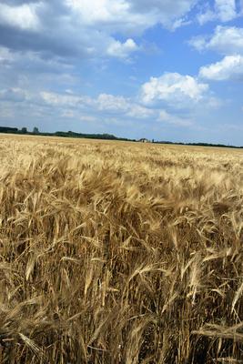 Búzatábla aratás előtt.-stock-foto