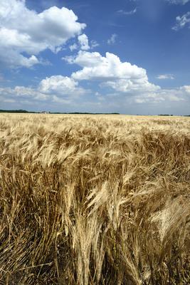 Búzatábla aratás előtt.-stock-foto
