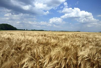 Búzatábla aratás előtt.-stock-foto