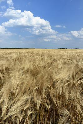Búzatábla aratás előtt.-stock-foto