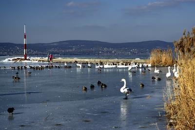 Téli Balaton-stock-foto