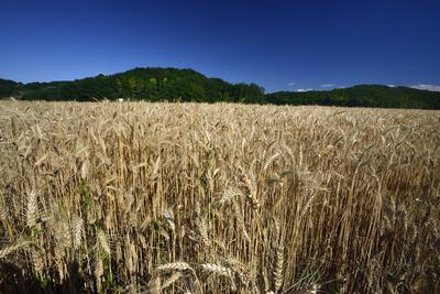 Búzatábla aratás előtt.-stock-foto