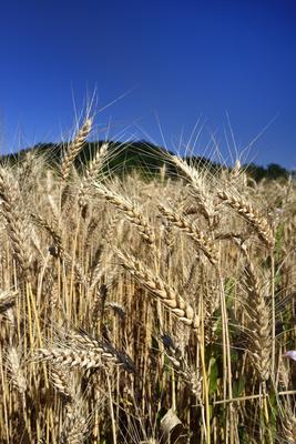 Búzatábla aratás előtt.-stock-foto