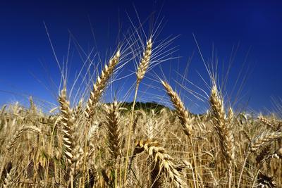 Búzatábla aratás előtt.-stock-foto