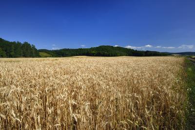 Búzatábla aratás előtt.-stock-foto