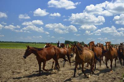 Bugac puszta-stock-foto