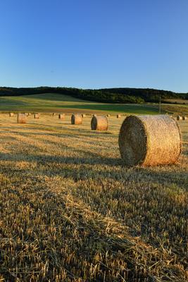 Learatott búzamező.-stock-foto