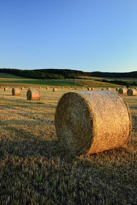 Learatott búzamező.-stock-foto