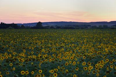 Napraforgó-stock-foto