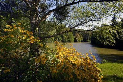 Budafapusztai Arborétum-stock-foto