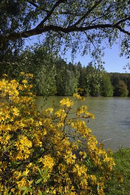Budafapusztai Arborétum-stock-foto