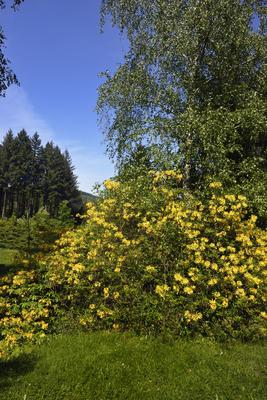 Budafapusztai Arborétum-stock-foto
