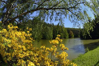 Budafapusztai Arborétum-stock-foto