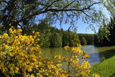 Budafapusztai Arborétum-stock-foto