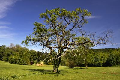 Budafapusztai Arborétum-stock-foto