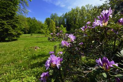 Budafapusztai Arborétum-stock-foto