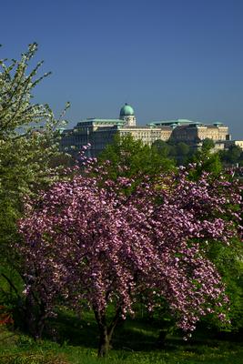 Budapest, a Budavári Palota látványa-stock-foto