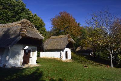 Cáki pincesor-stock-foto