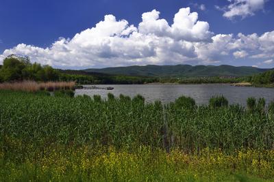 Diósjenő-stock-foto