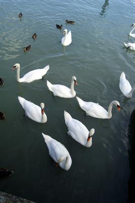 Hattyúk a balatonfüredi kikötőben-stock-foto