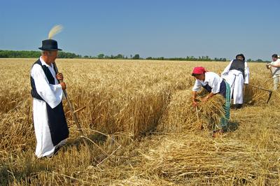 Aratónap, Jászapáti-stock-foto