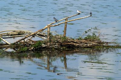Tisza-tó-stock-foto