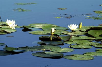 Tisza-tó-stock-foto