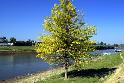 Tisza-parti sétány, Szolnok-stock-foto