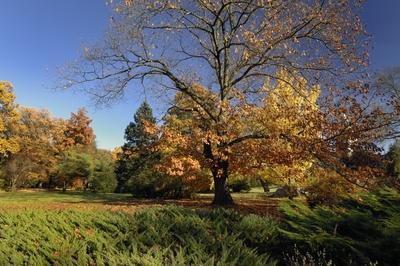 Tiszakürti Arborétum-stock-foto