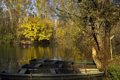 Gemenci-erdő-stock-foto