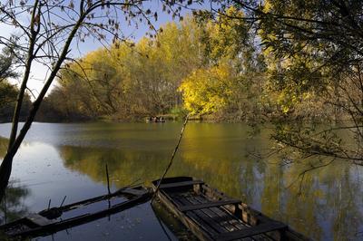 Gemenci-erdő-stock-foto