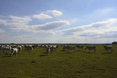 Fertő-tó-stock-foto