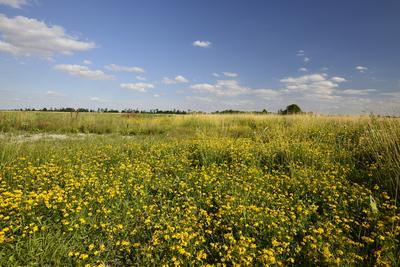 Fertő-tó-stock-foto