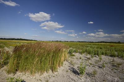 Fertő-tó-stock-foto