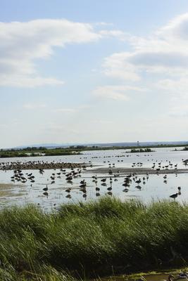 Fertő-tó-stock-foto