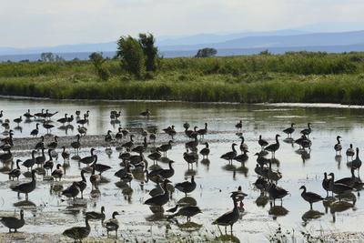 Fertő-tó-stock-foto
