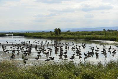 Fertő-tó-stock-foto