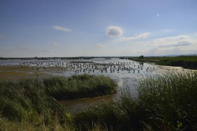 Fertő-tó-stock-foto