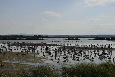 Fertő-tó-stock-foto