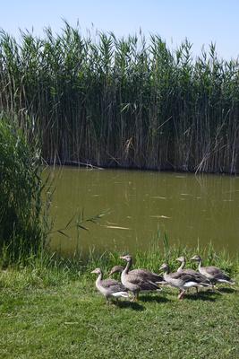 Fertő-tó-stock-foto