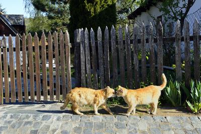 Hollókő-stock-foto