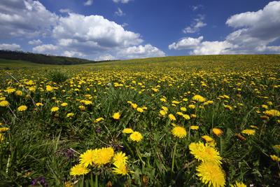 Virágos mező a Mátrában.-stock-foto