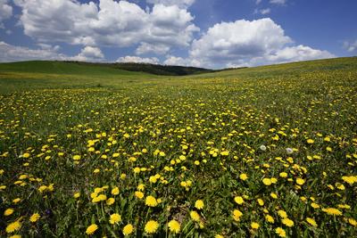 Virágos mező a Mátrában.-stock-foto