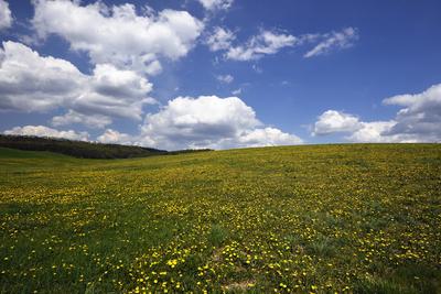 Virágos mező a Mátrában.-stock-foto